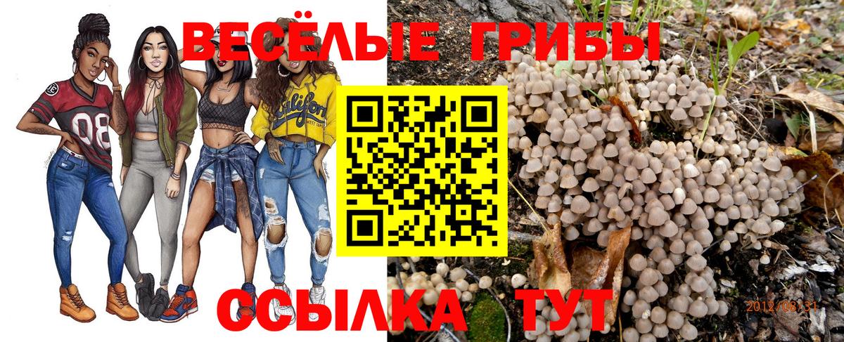 Псилоцибиновые грибы Psilocybe Белово